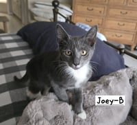Joey-B - Photo 1