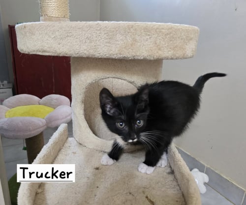 TRUCKER - Domestic Short Hair available for adoption