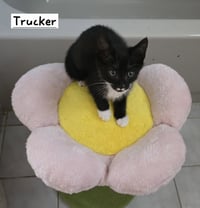 Trucker - Photo 4