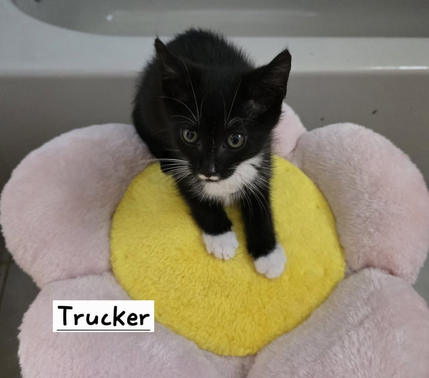Trucker Image
