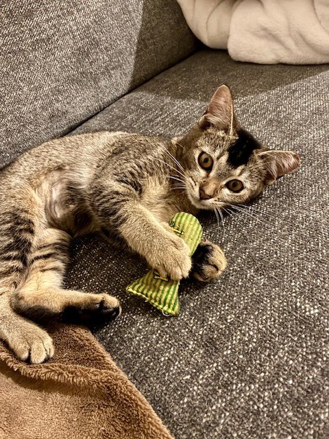 SPRITE - Domestic Short Hair available for adoption