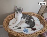 Pedro - Photo 4