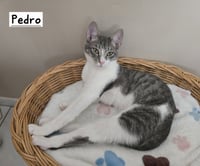 Pedro - Photo 3