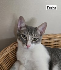 Pedro - Photo 2