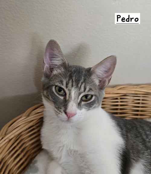 PEDRO - Domestic Short Hair available for adoption