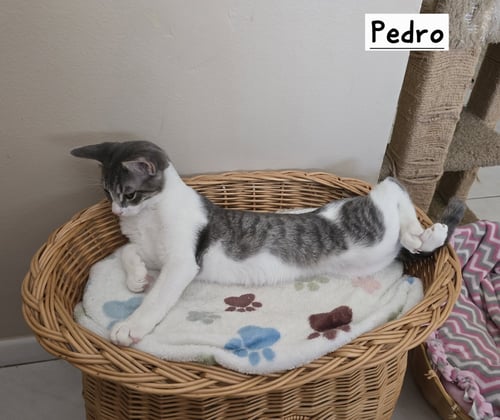 PEDRO - Domestic Short Hair for adoption in Boynton Beach