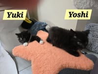 Yuki - Photo 4