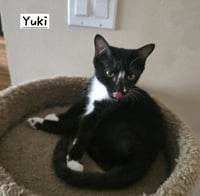 Yuki - Photo 1