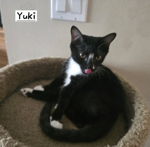 YUKI - Tuxedo available for adoption