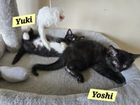 Yuki - Photo 3