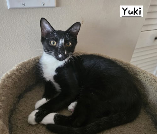 YUKI - Tuxedo available for adoption