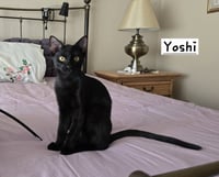 Yoshi - Photo 1