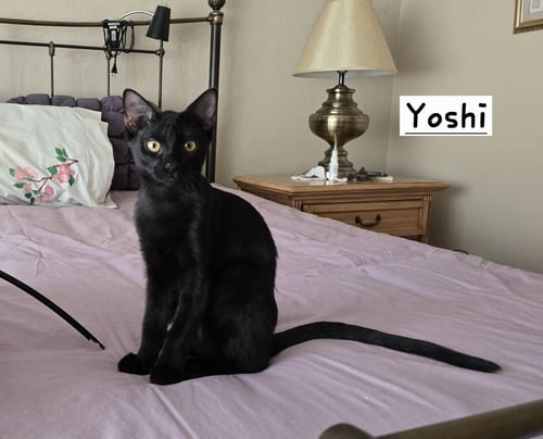 YOSHI - Domestic Short Hair available for adoption