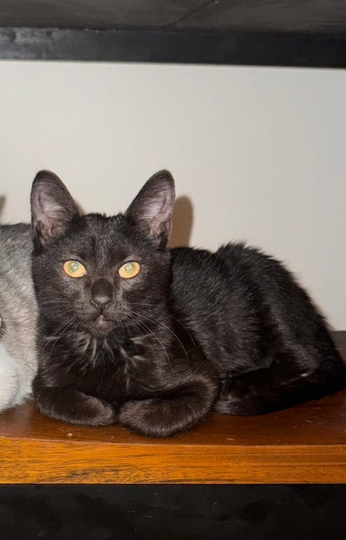 NOCHE - Domestic Short Hair available for adoption