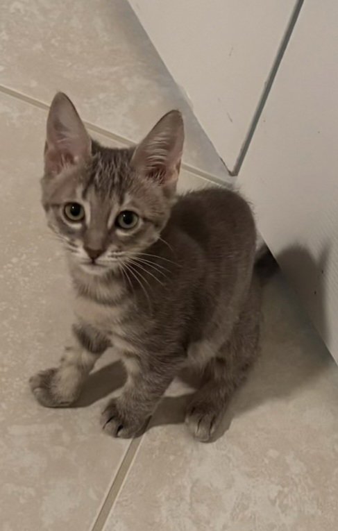 STELLA
