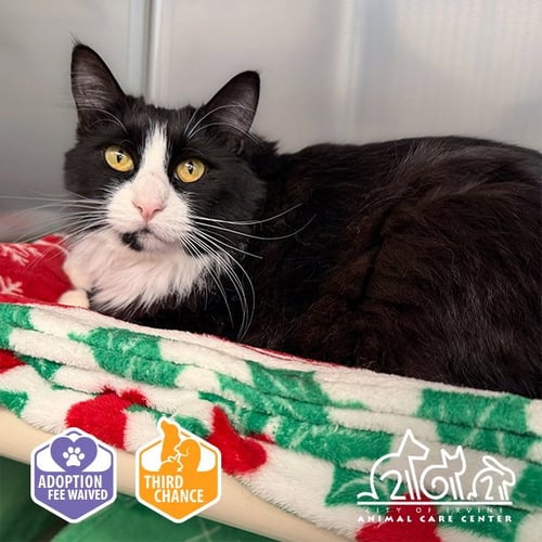 BIANCA - Domestic Medium Hair available for adoption