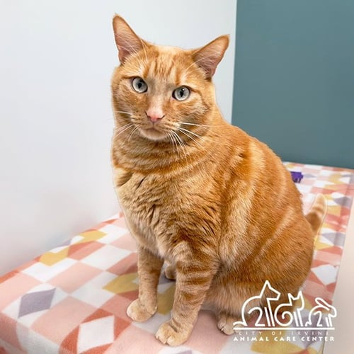 JUNIE - Domestic Short Hair available for adoption