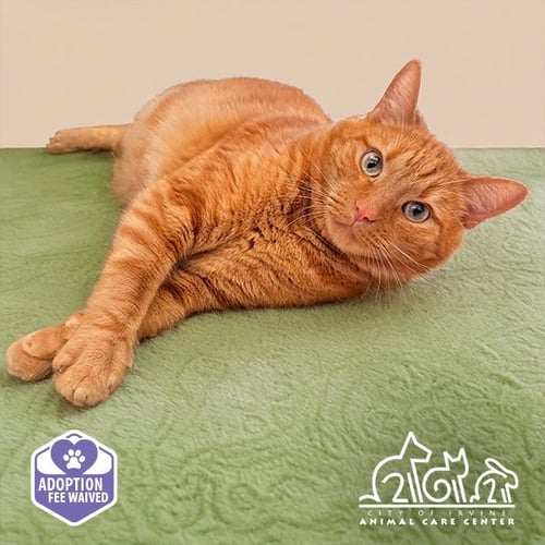 JUNIE - Domestic Short Hair available for adoption