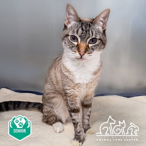 MIA - Domestic Short Hair available for adoption