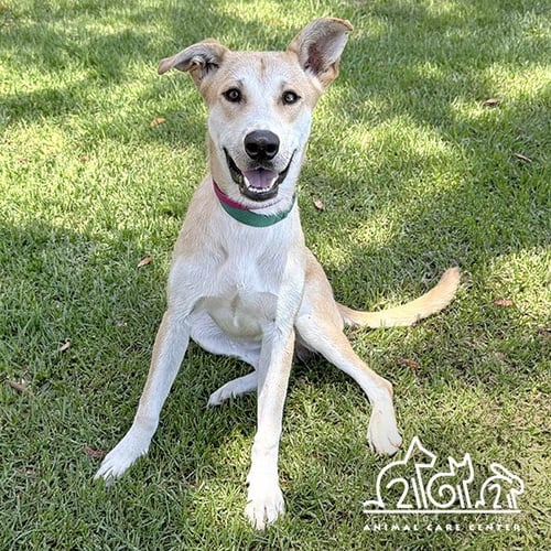 ODIN - German Shepherd Dog available for adoption