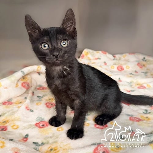 EMBER - Domestic Short Hair available for adoption