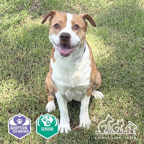HONEY - Pit Bull Terrier available for adoption