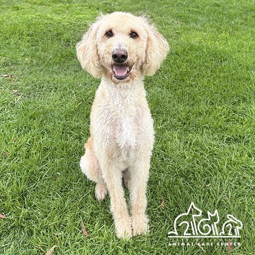 LEO - Poodle (Standard) / Golden Retriever for adoption in Irvine
