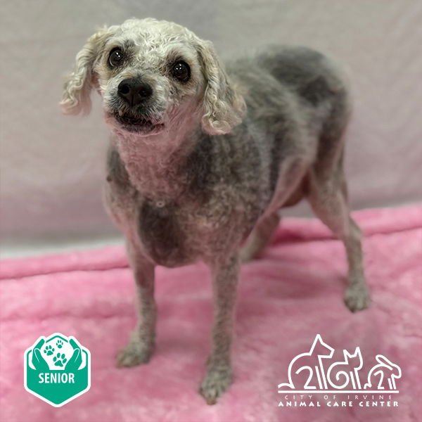 ELLA - Bichon Frise available for adoption