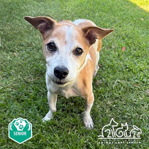 CHAZZ - Jack Russell Terrier (Parson Russell Terrier) available for adoption