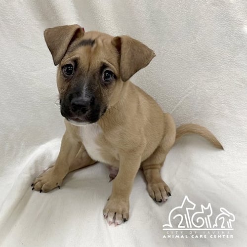 ACORN - Staffordshire Bull Terrier available for adoption