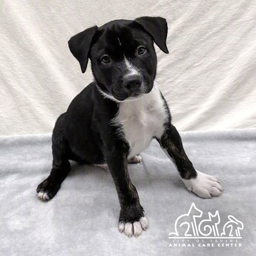 GINKGO - Staffordshire Bull Terrier available for adoption