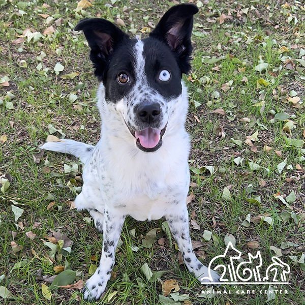SHASTA - Australian Cattle Dog/Blue Heeler available for adoption