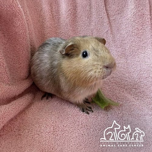 GINNY WEASLEY - Guinea Pig available for adoption