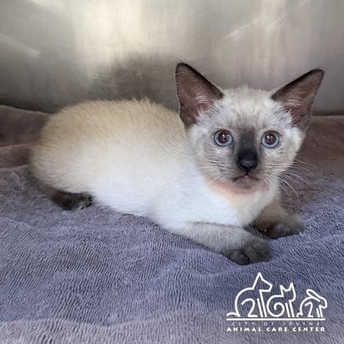 MAKENA - Siamese available for adoption