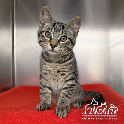 SOBA - Domestic Short Hair for adoption in Irvine