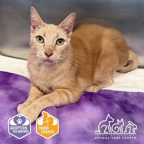BERT - Domestic Short Hair available for adoption