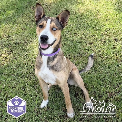 ELLIE - Catahoula Leopard Dog available for adoption