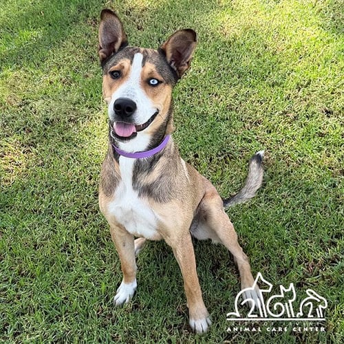 ELLIE - Catahoula Leopard Dog for adoption in Irvine