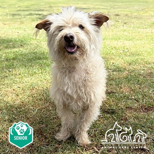 MILO - Skye Terrier available for adoption
