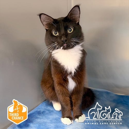 SAM - Domestic Short Hair for adoption in Irvine