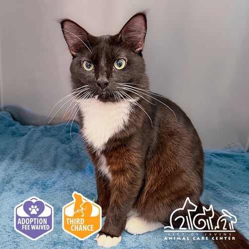 SAM - Domestic Short Hair available for adoption