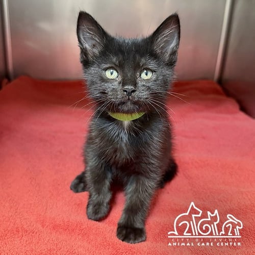 AETHER - Domestic Short Hair available for adoption