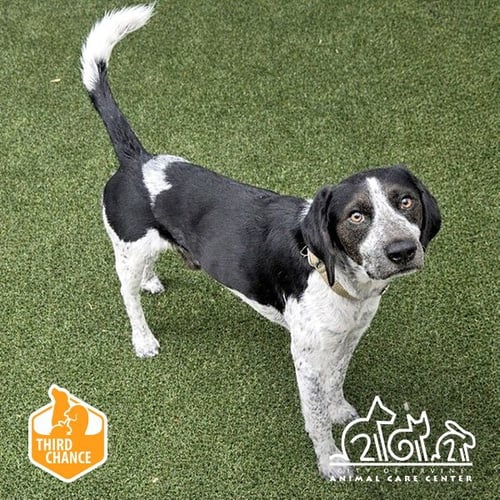 SAINT - Pointer available for adoption