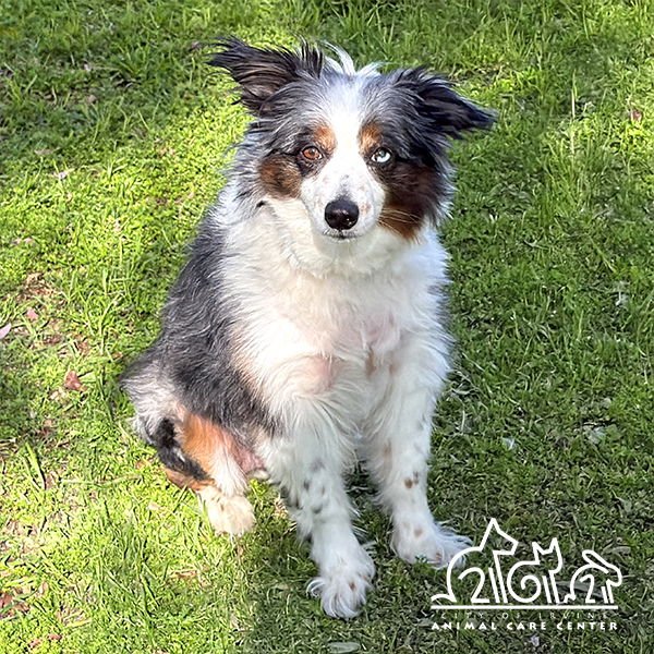 RILEY - Australian Shepherd available for adoption