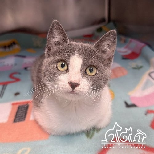 MOREE - Domestic Short Hair available for adoption