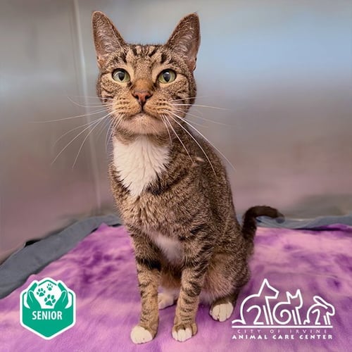 MEATBALL - Domestic Short Hair available for adoption
