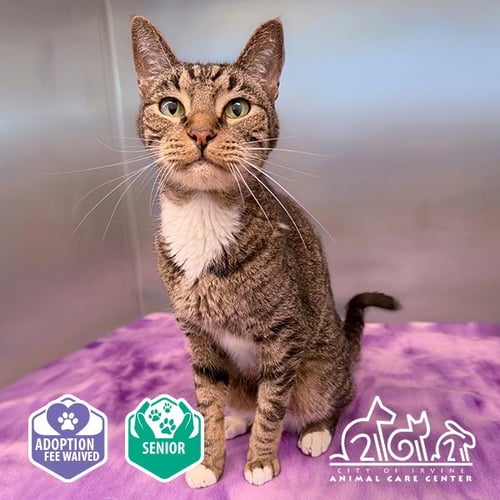 MEATBALL - Domestic Short Hair available for adoption