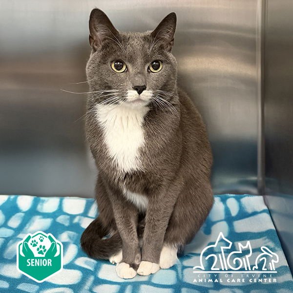 YUUMI - Domestic Short Hair available for adoption