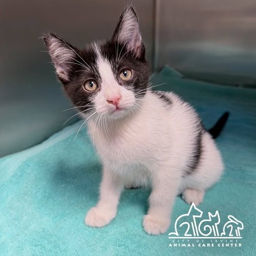 FRODO - Domestic Short Hair available for adoption