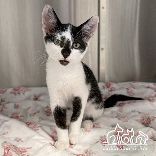 PAUL - Domestic Short Hair available for adoption